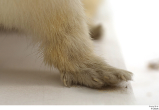 Weasel foot leg 0007.jpg